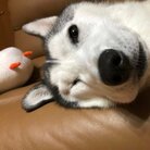 わんずねこず ( wanz_nekoz )