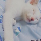 COQUITO ( coco_gatito )