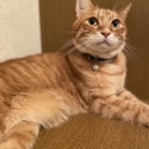 こはくるみ ( kurumi_n_kohaku )